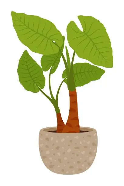 Vector illustration of Pot with alocasia odora cartoon vector green plant