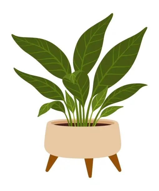 Vector illustration of Spathiphyllum in pot. Cartoon vector indoor plant