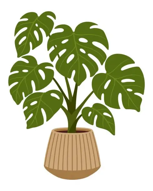 Vector illustration of Pot with monstera plant. Isolated vector flower