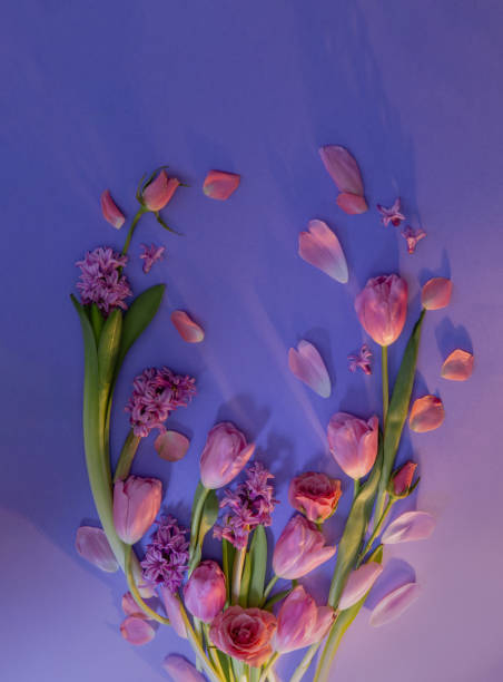 istock spring pink flowers on purple paper background 2026019115