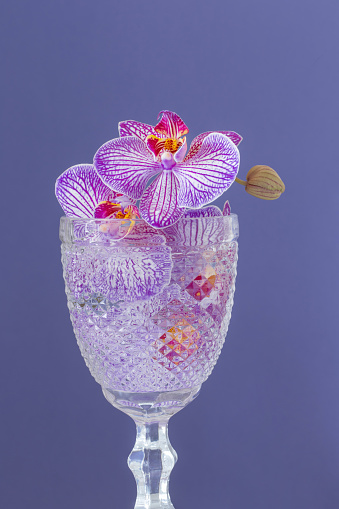 purple orchid in glass close up on purple background