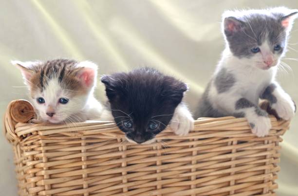 istock A basket of three kittens 2026023923