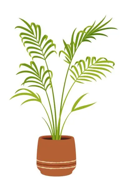 Vector illustration of Nikau palm in pot, flower with lush green foliage
