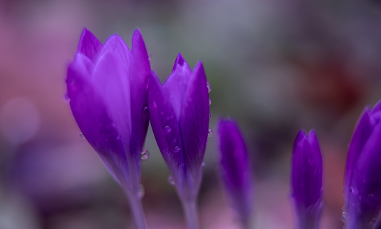 a vertical blurred closeup shot of purple crocus flower with raindrops