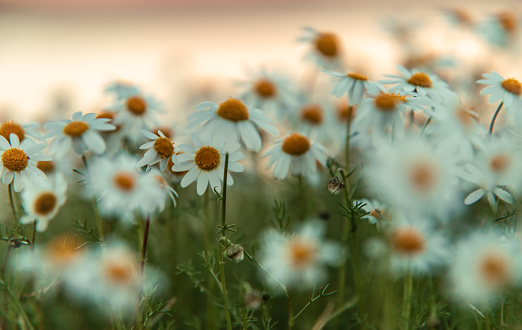 beautiful chamomile flowers meadow blurred  close up shot