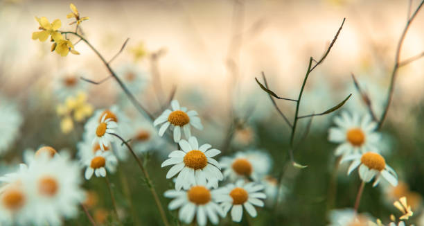 istock Nature flower meadow background and Wallpaper 2026036851