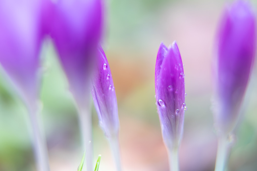 beautiful purple flower in the garden blurred closeup