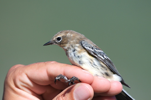 In the fall, a biologist carries out the baggage of the species Yellow-Rumped Warbler