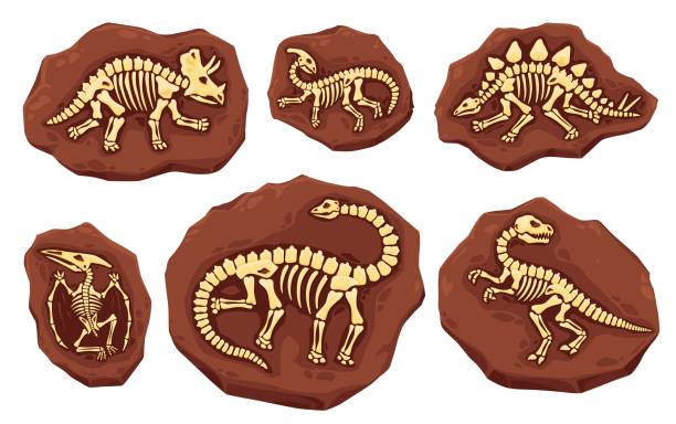 Dino fossil skeletons, dinosaur imprints in stone Dino fossil skeletons. Ancient dinosaur imprints in stone. Vector layers of earth with full body bones. Archaeological and paleontological excavations. Studies of prehistoric creatures and animals predator teeth stock illustrations