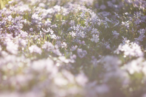 Phlox subulate in the spring garden