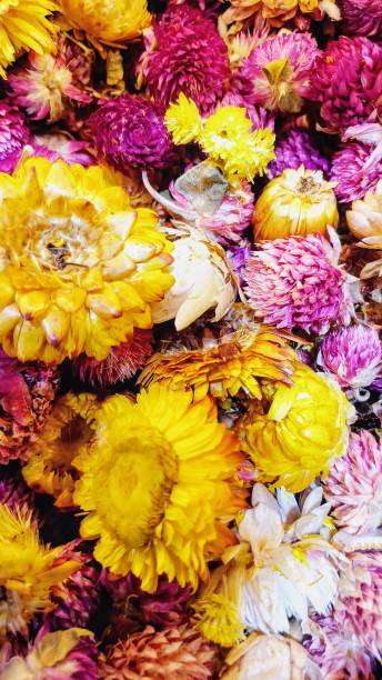 istock Herbal tea, dry flower organic 2026057332