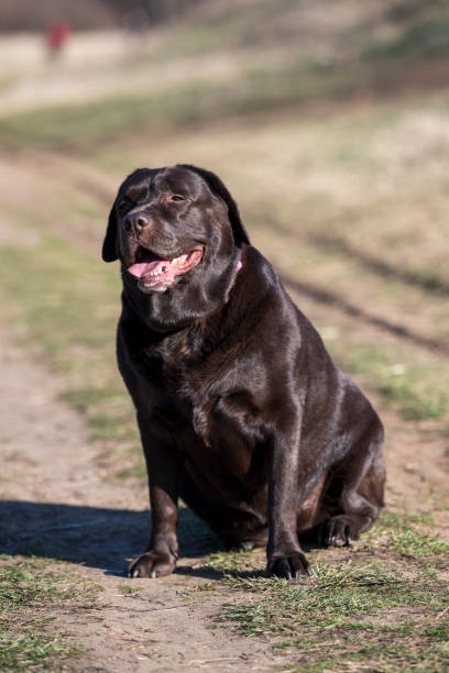 istock A very rare Brown Labrador sits on a walking path and poses for a photographer. 2026057852