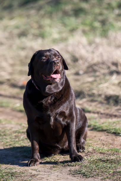 istock A very rare Brown Labrador sits on a walking path and poses for a photographer. 2026058357