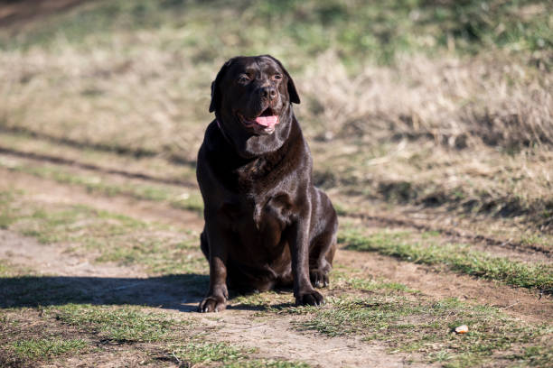 a very rare brown labrador sits on a walking path and poses for a photographer. - black labrador black dog retriever zdjęcia i obrazy z banku zdjęć