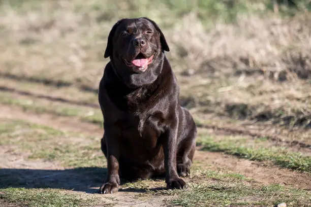 A very rare Brown Labrador sits on a walking path and poses for a photographer.