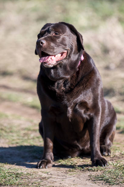 a very rare brown labrador sits on a walking path and poses for a photographer. - black labrador black dog retriever zdjęcia i obrazy z banku zdjęć