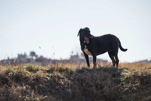 A large street dog stands on the rampart and observes the surroundings. A black dog poses for a photographer.