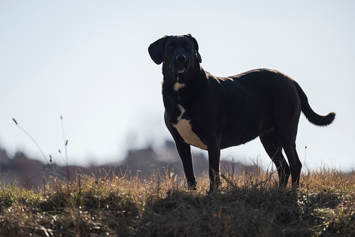 A large street dog stands on the rampart and observes the surroundings. A black dog poses for a photographer.