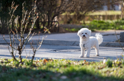 Curly Bison stands on the street and poses for a photographer. The cute white curly Bison dog on the walk.