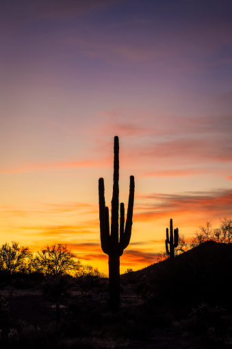 A single saguaro cactus standing in the Sonoran Desert of Arizona against a brilliant sunset.