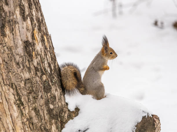 istock The squirrel in winter sits on white snow. 2026074414