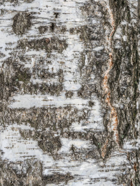 istock The texture of the birch bark. 2026074933