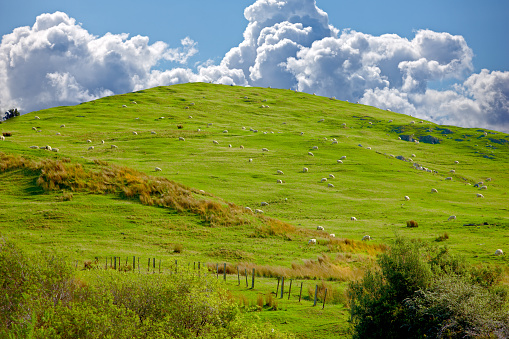 A photo of Farmland and sheep - New Zealand