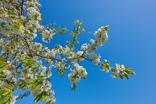 cherry blossoms in spring in sunny weather, cherry blossoms in the orchard