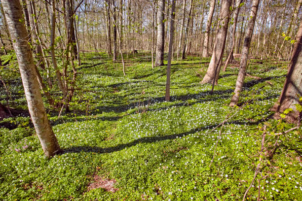 Anemone in spring forest Blooming anemone flowers in the spring forestBlooming anemone flowers in the spring forest wildwood windflower stock pictures, royalty-free photos & images