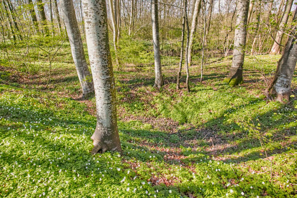 Anemone in spring forest Blooming anemone flowers in the spring forestBlooming anemone flowers in the spring forest wildwood windflower stock pictures, royalty-free photos & images