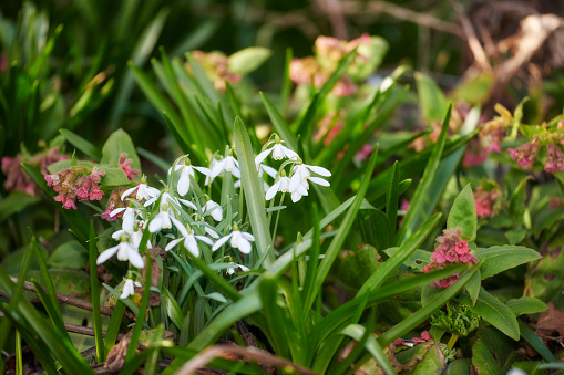 In springtime four stars of Bethlehem (ornithogalum umbellatum) bloom in nature. Vier Dolige Milchsterne blühen im Wald.