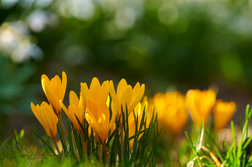 Toddler girl playing in daffodil flower field. Child gardening. Kid picking flowers in the backyard. Children working in the garden. Kids taking care of plants. First spring blossoms. Easter egg hunt.