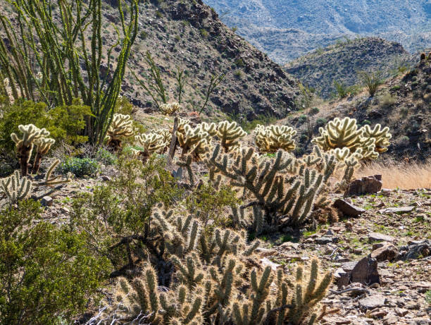 istock Cholla Cactus in the Santa Rosa Mountains, California 2026084827