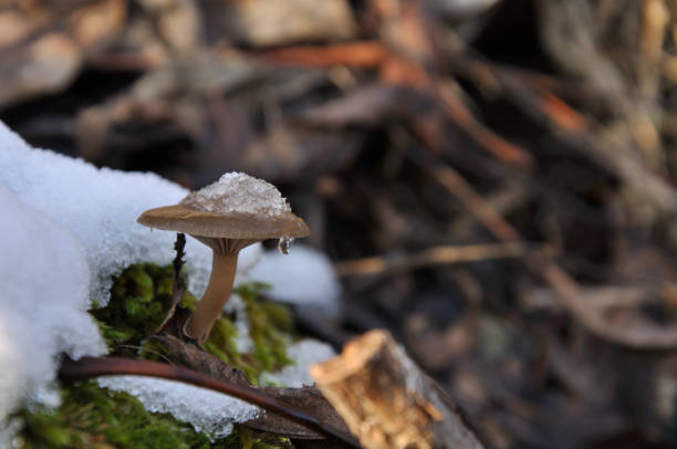 Even the snow has not completely melted, the first mushroom of the year have already appeared