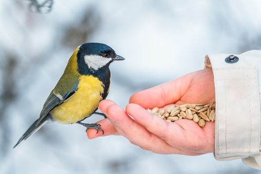 Girl feeds a tit from a palm. A bird sits on a woman's hand and eats seeds. Caring for animals in winter or autumn. The great tit, Parus major.