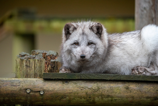 This serene image features an Arctic Fox lying atop a wooden structure, its piercing gaze meeting the viewer amidst a natural backdrop. The fox's thick, multi-toned fur, an adaptation for harsh winter climates, contrasts beautifully with the rustic wood, while its sharp, attentive eyes reflect a keen awareness of its surroundings. The photograph captures the essence of this resilient species, known for its adaptability and iconic status in Arctic habitats.