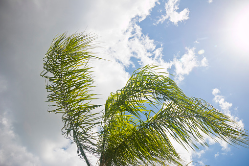 Palm leaves between sun and storm clouds in southwest Florida, USA.
