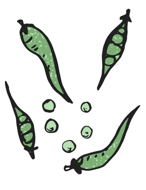 Vector illustration of Hand Drawn Vegetable On A Transparent Background - Peas