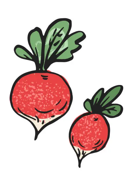 Vector illustration of Hand Drawn Vegetable On A Transparent Background -Radish