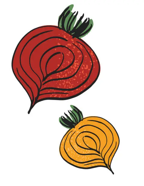 Vector illustration of Hand Drawn Vegetable On A Transparent Background - Beets