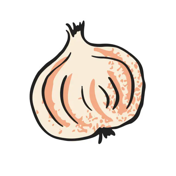 Vector illustration of Hand Drawn Vegetable On A Transparent Background - Garlic