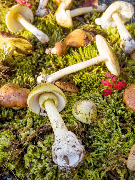 istock Mushrooms in the autumn mountain 2026127996