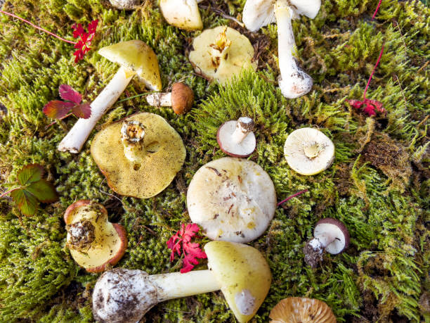istock Mushrooms in the autumn mountain 2026128007