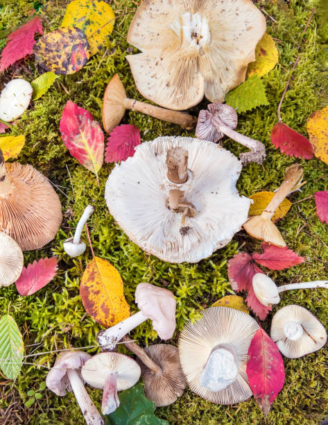 istock Mushrooms in the autumn mountain 2026128524