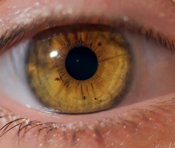 istock Eye in macro photography 2026129053