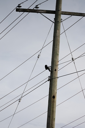Low angle view of one crow observing from his high perch in Metro Vancouver. Woodpeckers might have caused the holes in the utility pole. Winter afternoon with overcast skies.