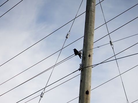 A crow watches from his high perch by a utility pole on a green belt in Metro Vancouver. Winter afternoon with light clouds.