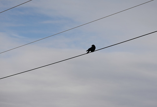 A lone crow watches from a high power line over a greenway. Cloudy sky in winter.