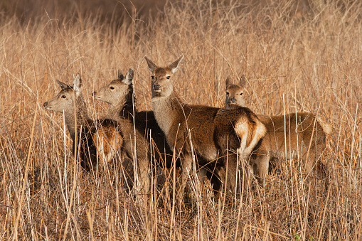Hindes of Red Deer can form packs with young Hindes and young bucks. A group of Red deers in the nature reserve of The Oostvaardersplassen. A wildlife experience to watch a group of Red Deers bij sunset.