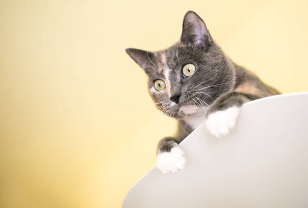 istock A Dilute Calico shorthair cat peeking over a ledge 2026151648